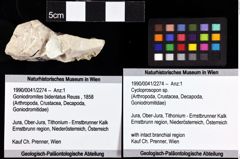 Foto (Objket + Etiketten) von Cycloprosopon sp. 